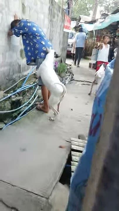 Huli cam lalake kinantot ng aso .